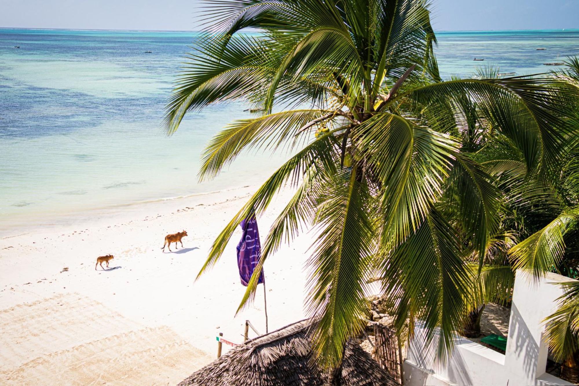Pili Pili Sunrise Beach Hotel Jambiani  Eksteriør billede